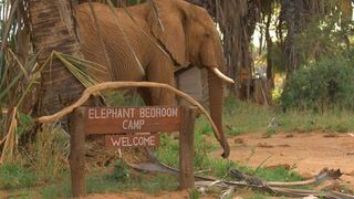 Elephant Bedroom Camp | Samburu Accommodation