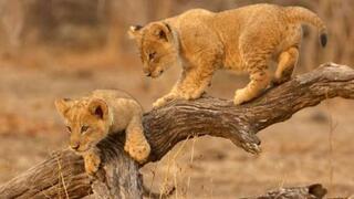 Lion Camp | South Luangwa Nat Park Accommodation