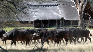 Bomani Safari Camp | Accommodation Hwange