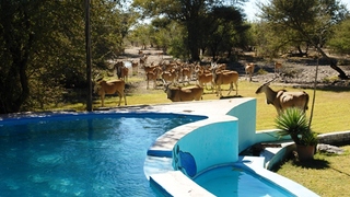 Thakadu Bush Camp | Ghanzi Accommodation