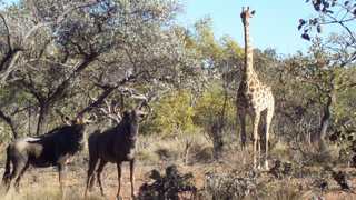 Dinkweng Safari Camp | South Africa Specials