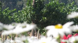 Merwenstein Guest House | Accommodation Bonnievale