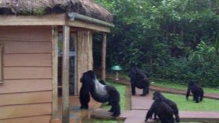 Sanctuary Gorilla Forest Camp | Accommodation Oicha