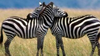 Lombardini Game Farm | Jeffreys Bay Accommodation