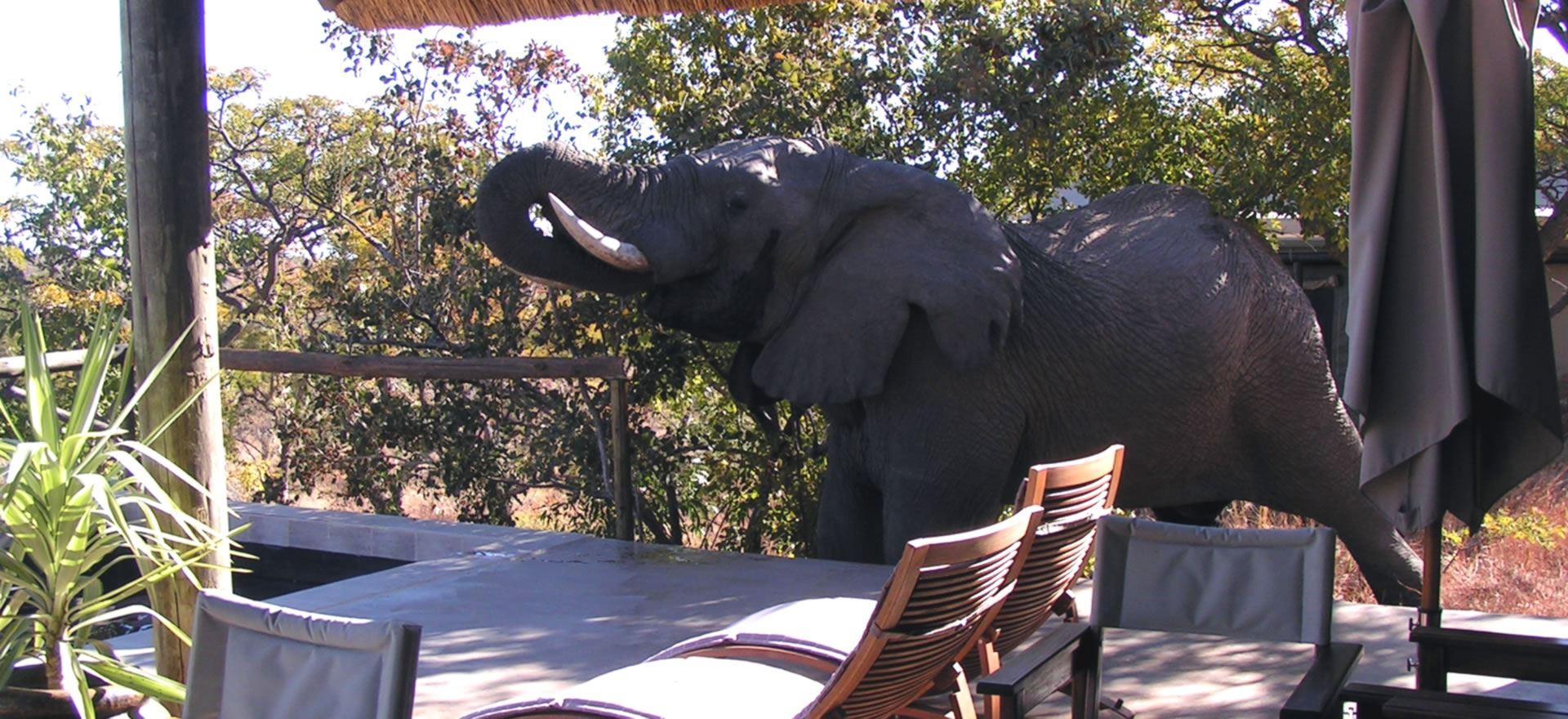 Wild Ivory Eco Lodge | Accommodation Welgevonden Game Reserve