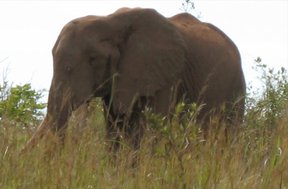 Shimba Hills National Reserve elephants