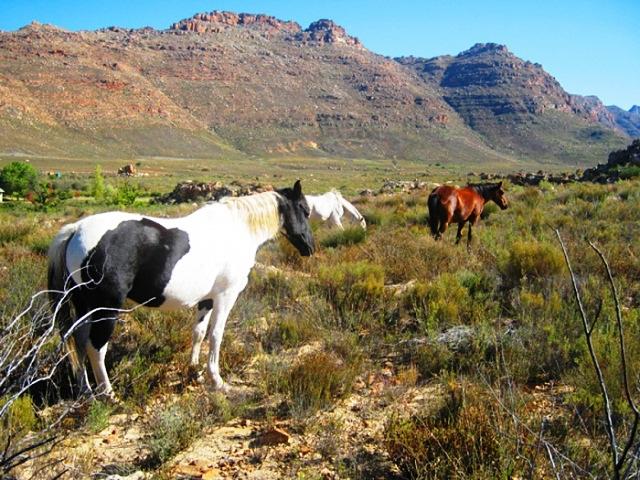 Algeria (Cederberg) Accommodation