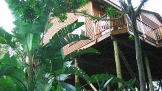 Tree House | Palm Beach Accommodation