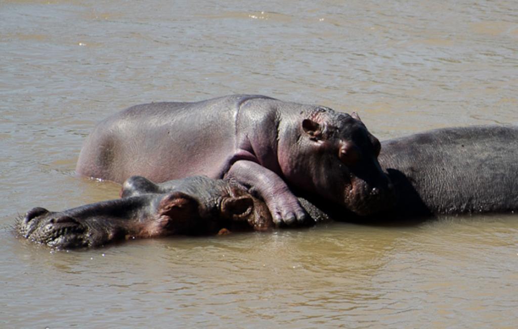 Kaingo Bush Camp | Accommodation South Luangwa Nat Park