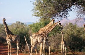 Grootfontein Private Nature Reserve