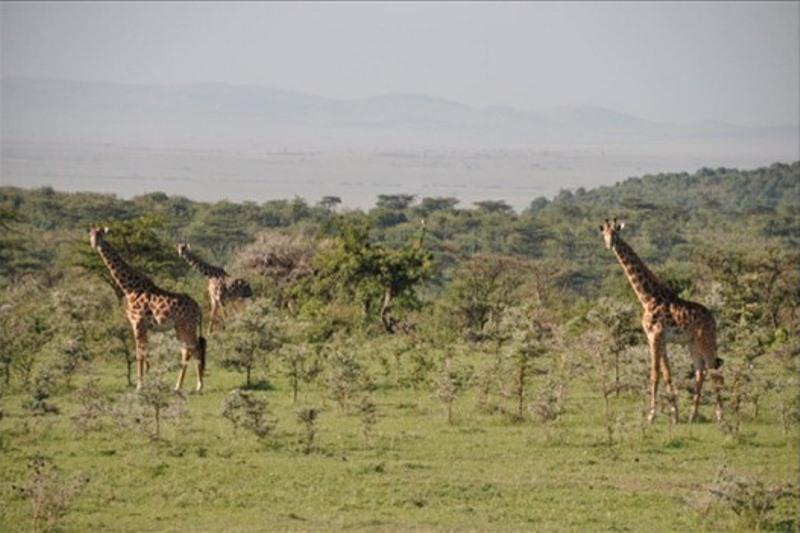 Naboisho Conservancy Accommodation