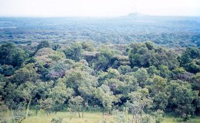 Kakamega Forest Kenya 