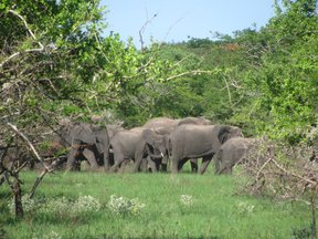 Maputo Special Reserve elephants