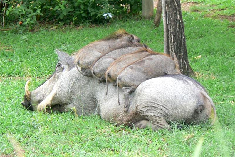 Leeupoort Vakansiedorp Accommodation