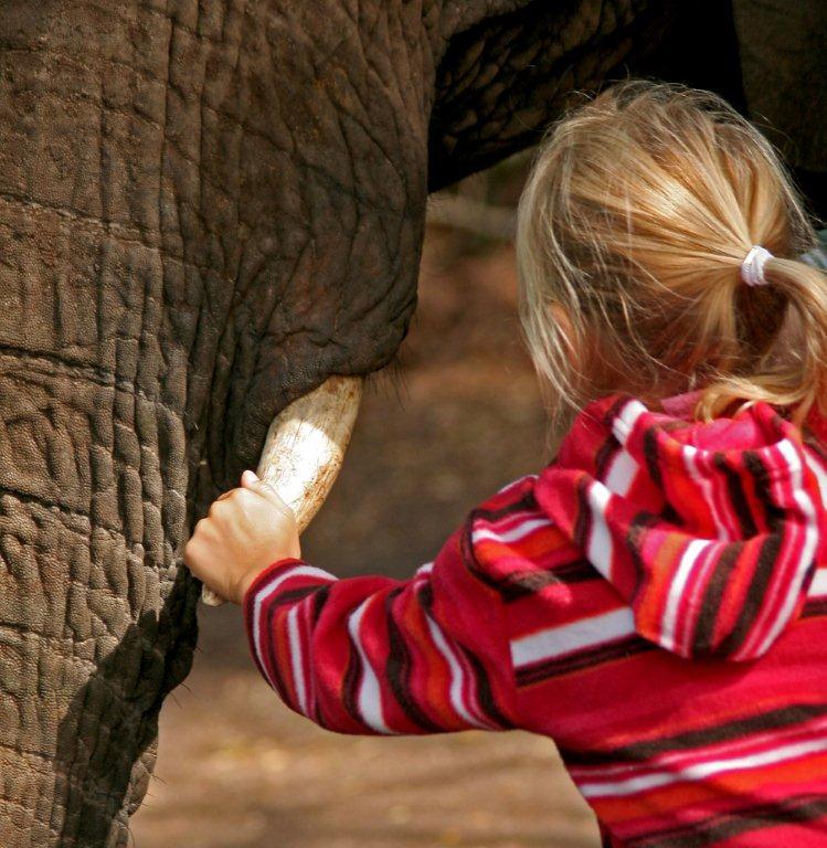 The Elephant Sanctuary Plettenberg Bay