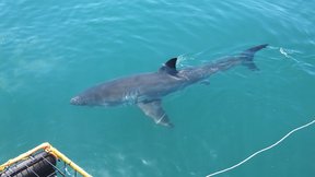 White Shark cage diving
