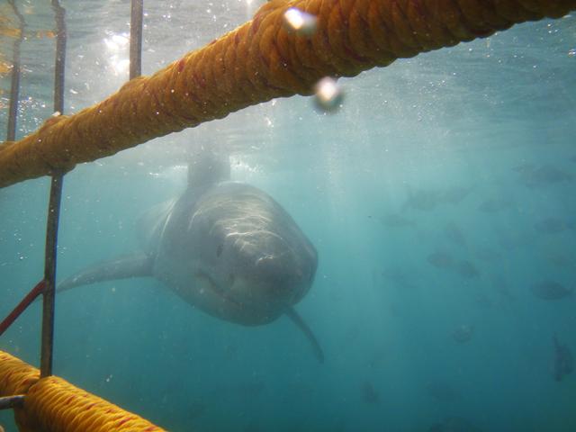 White Shark cage diving