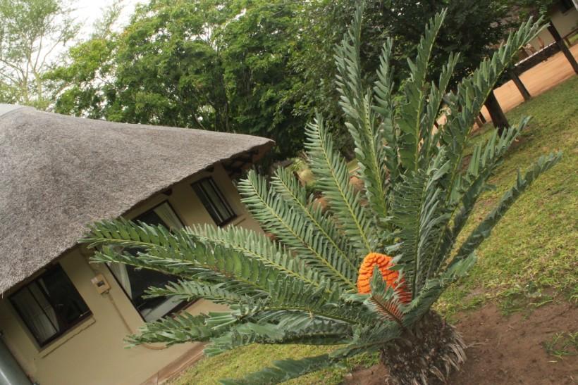 Nyala Safari Lodge | Hoedspruit Accommodation