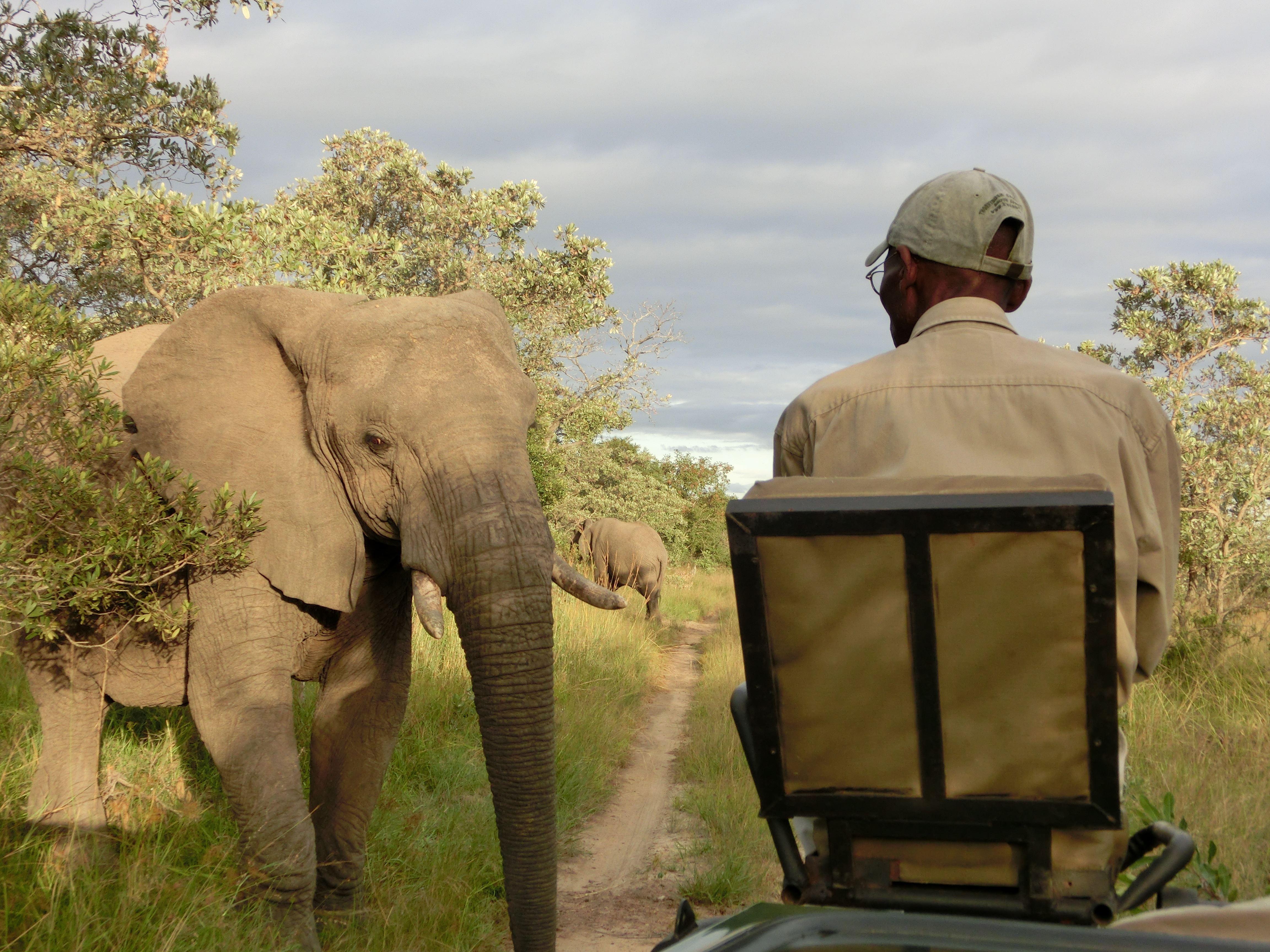 KwaMbili Game Lodge | Accommodation Thornybush Game Reserve