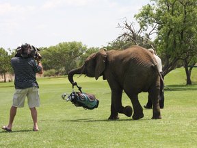 Adventures With Elephants