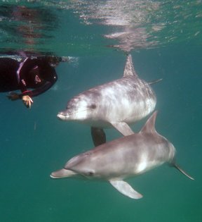 Dolphin Encountours