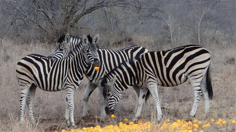 Zebras in Ndlovumzi Nature Reserve