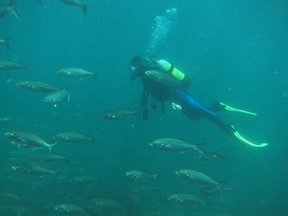 Scuba diving in Tsitsikamma National Park
