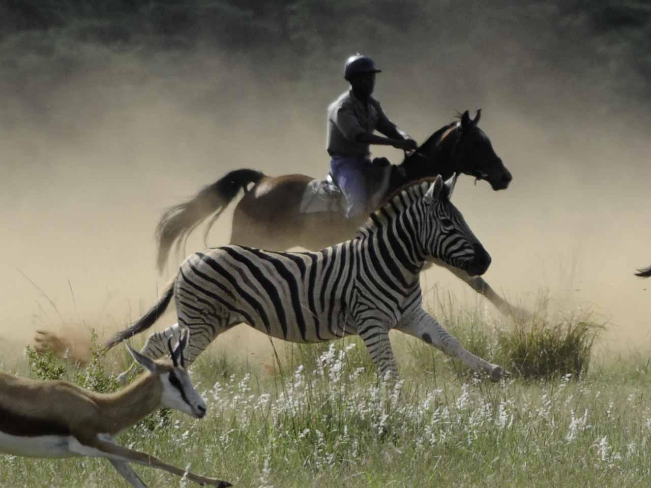 Horizon Horseback | Vaalwater Accommodation
