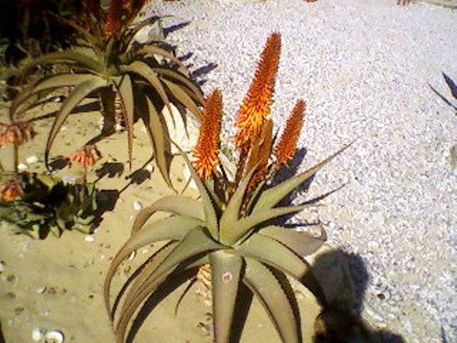 Gamii Goas Guest House | Accommodation Port Nolloth