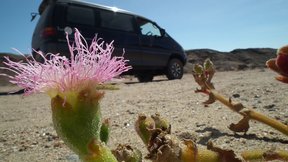 Time Travel desert flora