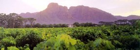Kleinfontein Wine Farm