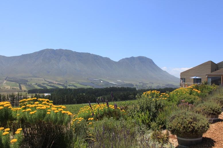 Wine Tours of Hermanus