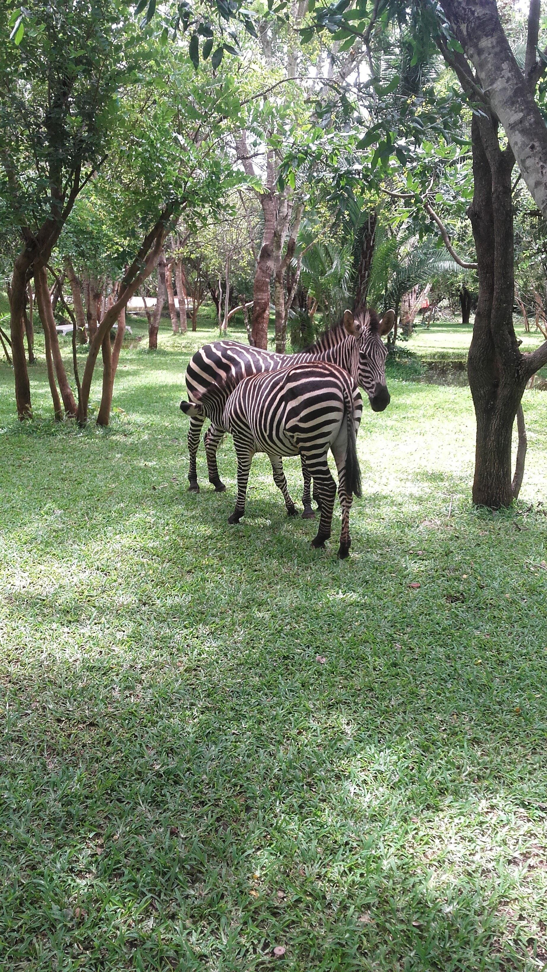 Kaazmein Lodge & Resort | Livingstone Accommodation