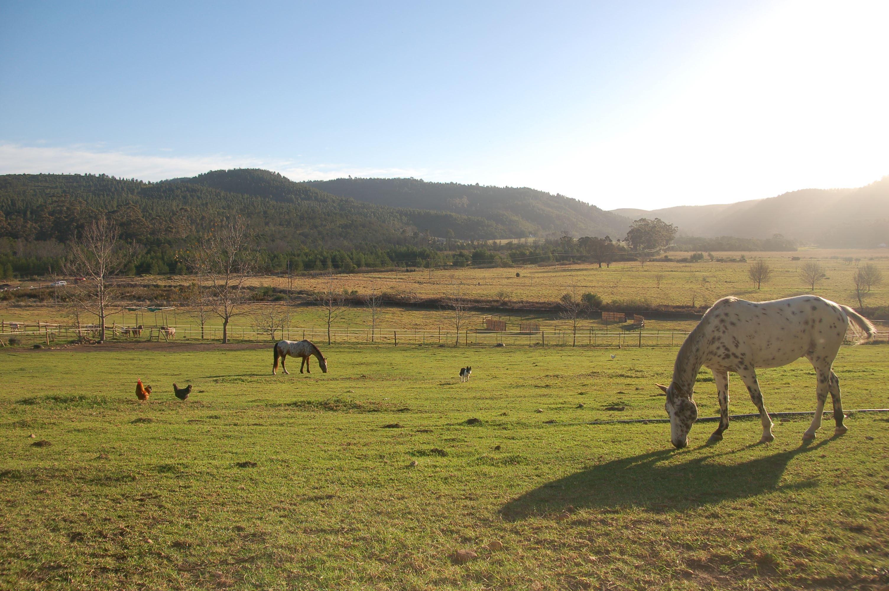 Gratitude Horse Farm