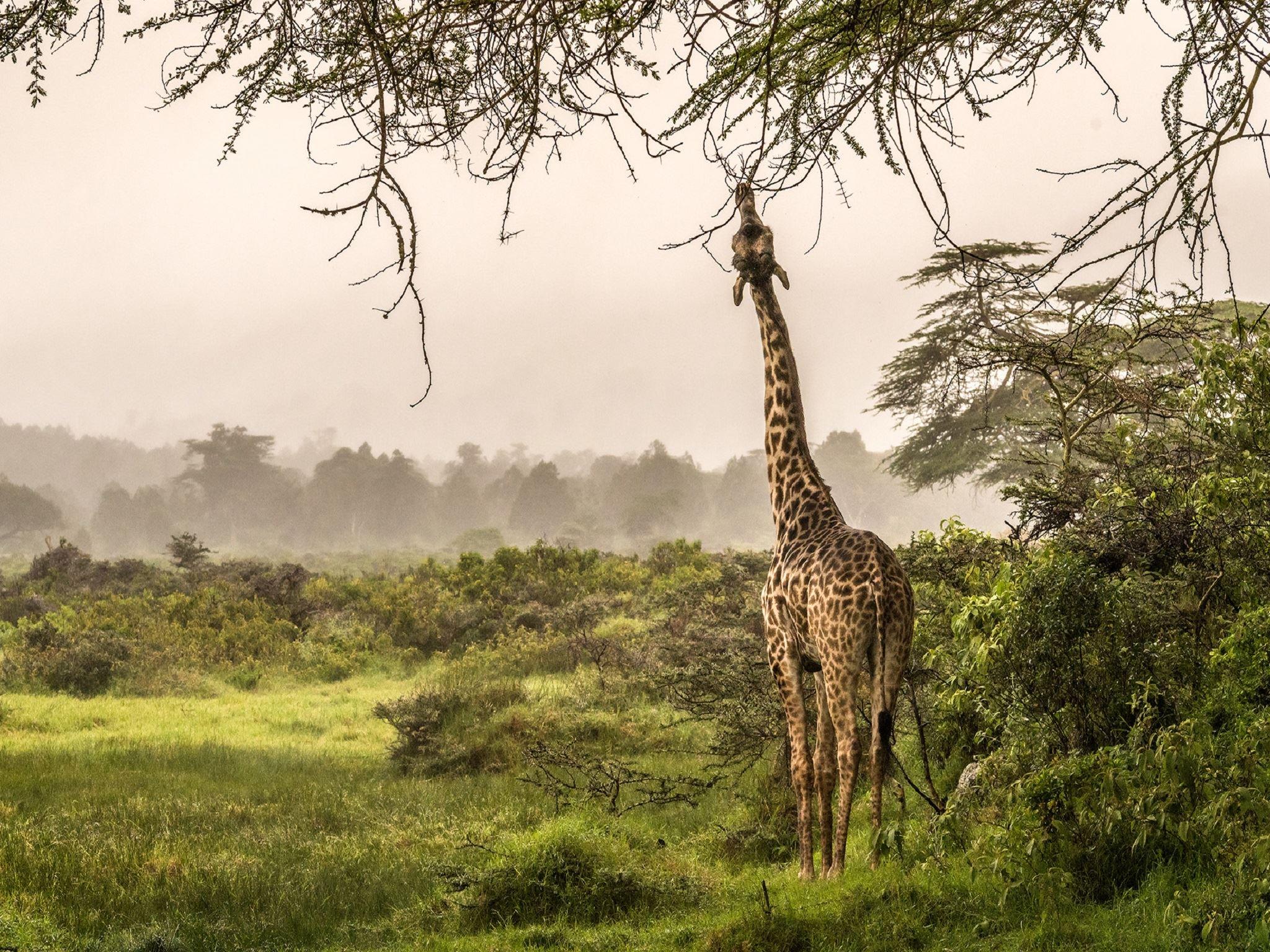 Hatari Lodge | Arusha National Park Accommodation
