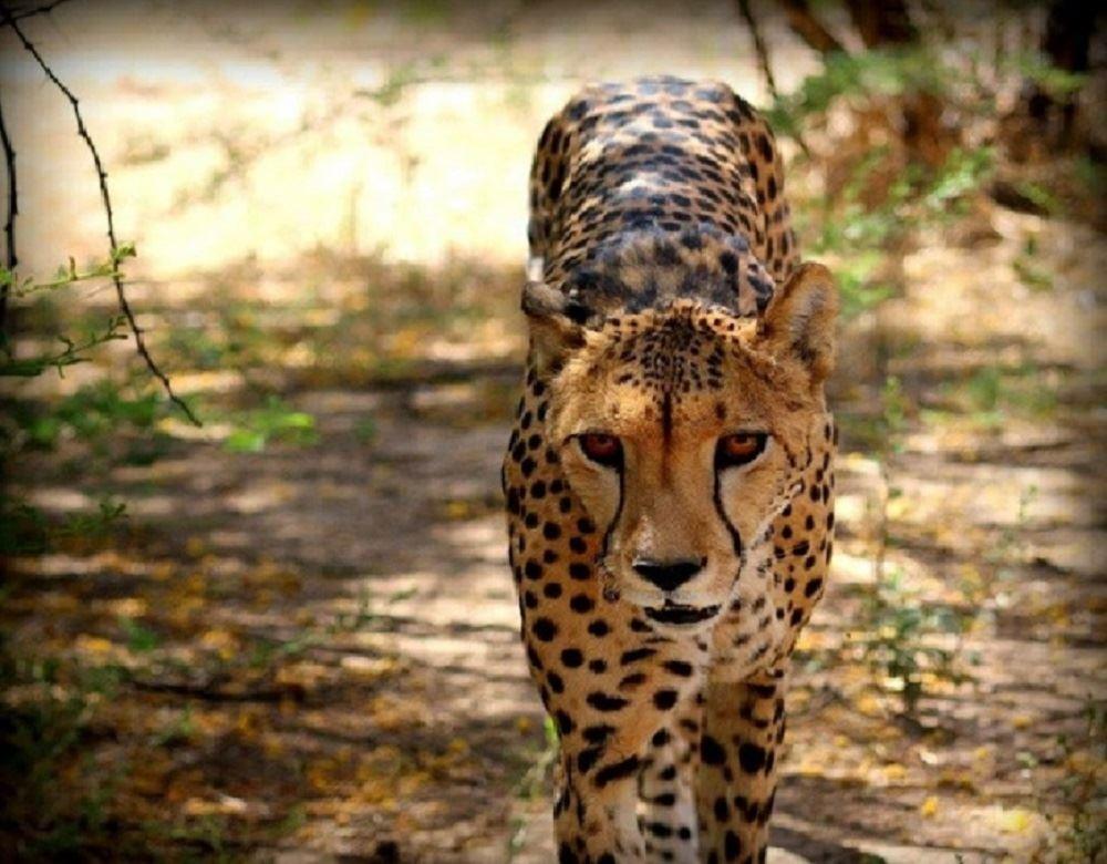 Weltevreden Game Lodge | Africa Specials