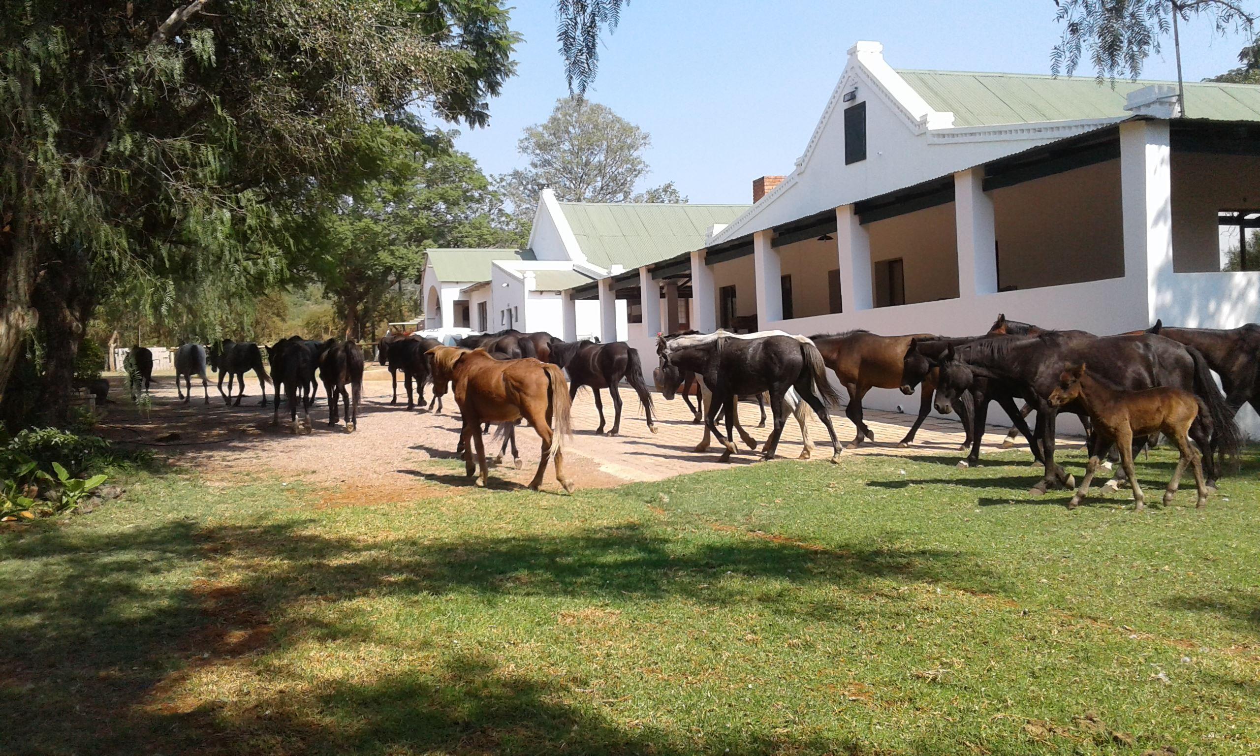 Thandile Country Lodge | Accommodation Bela Bela (Warmbaths)