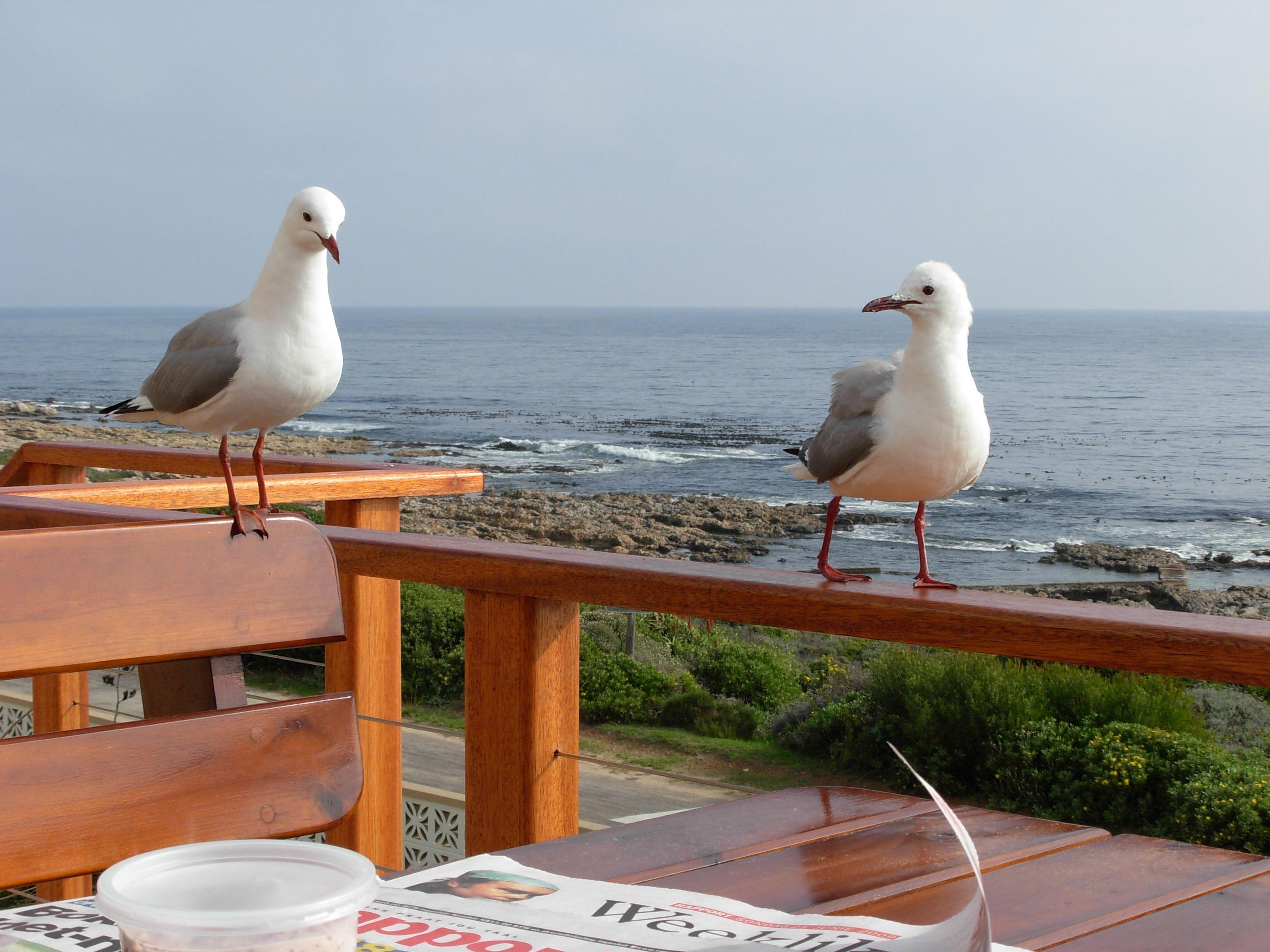 SeaKaya | Accommodation Perlemoen Bay