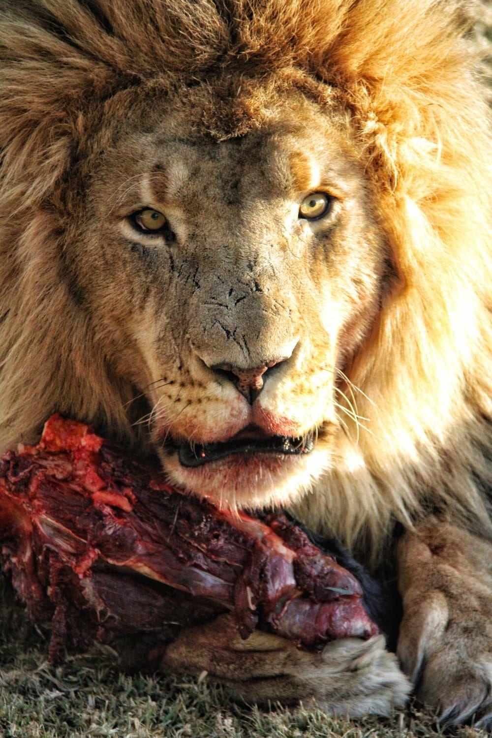 Zanchieta Wildlife Rescue and Lodge | Bainsvlei Accommodation