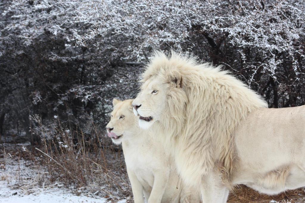 Weltevrede Lion Farm | Accommodation Heilbron