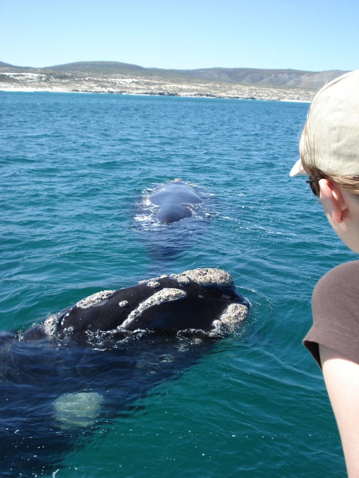 Whale watching boat trips Hermanus