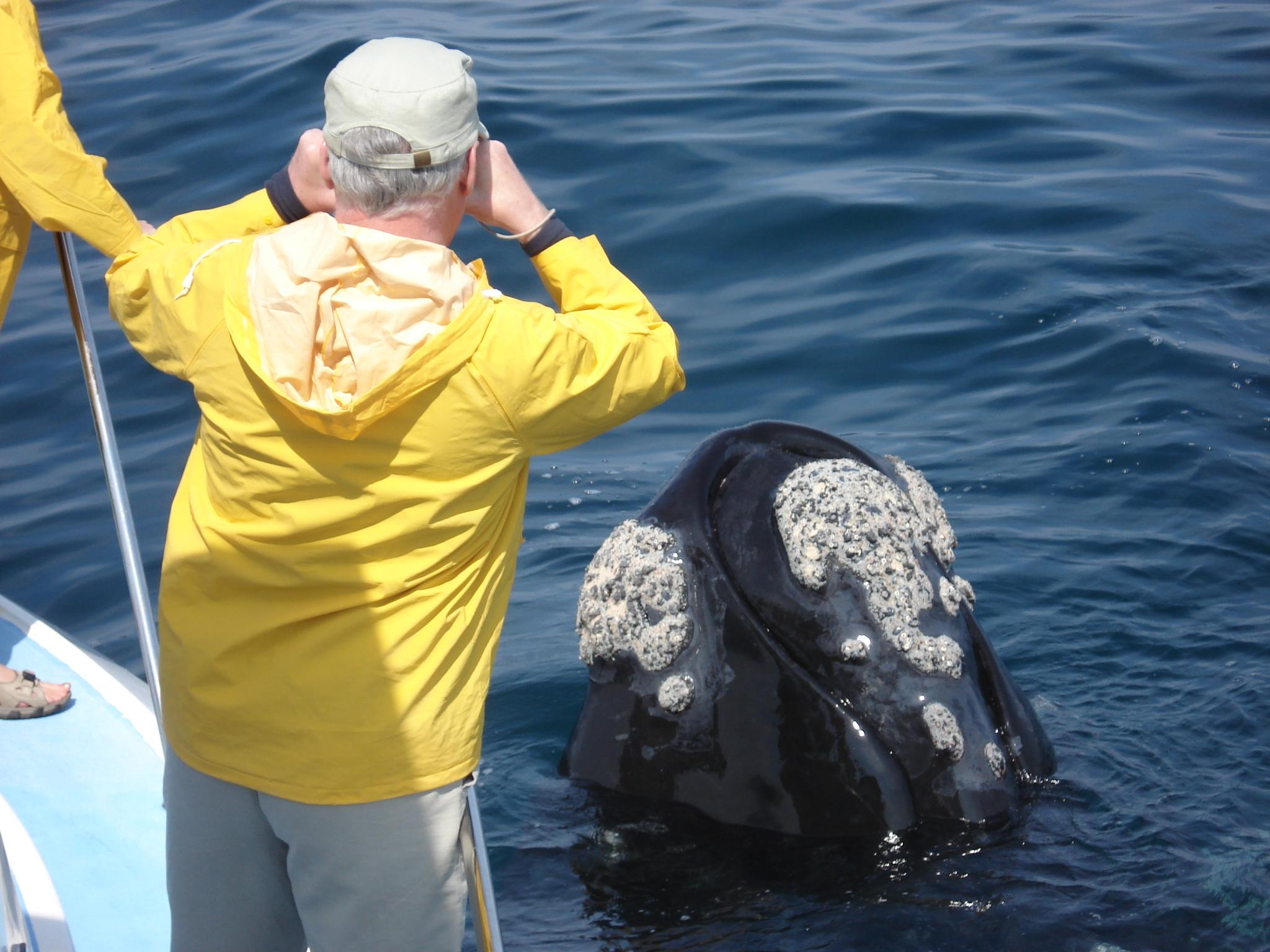 Whale watching boat trips Hermanus