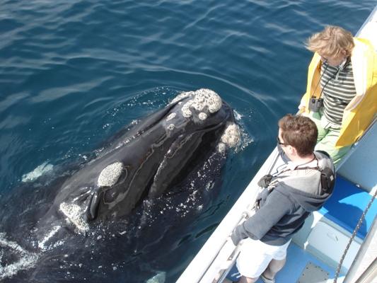 Whale watching boat trips Hermanus