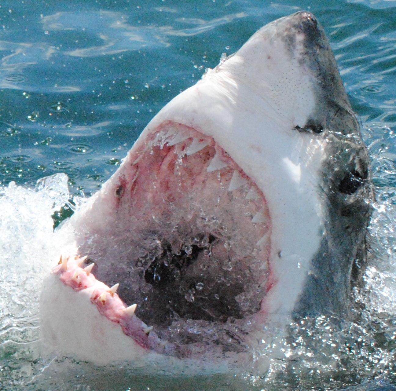 Great White Shark cage diving Hermanus