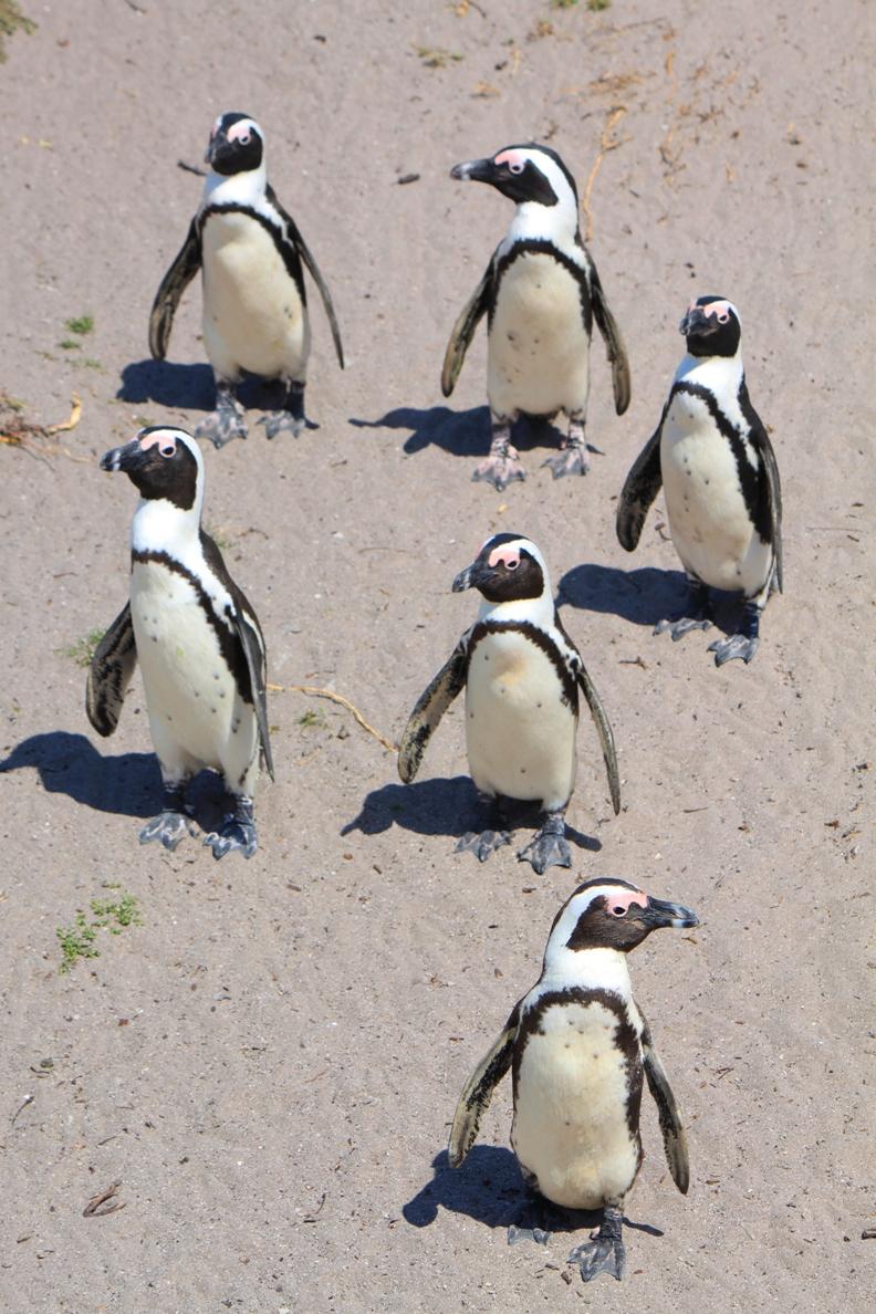 Penguin Colony near Hermanus