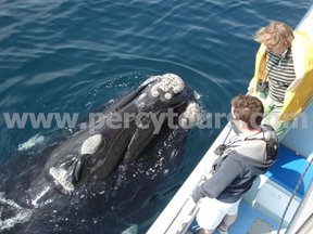 Whale watching boat trips Hermanus