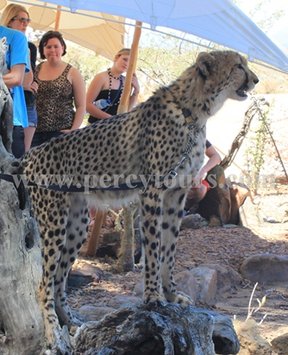 Cheetah at Safari park near Hermanus