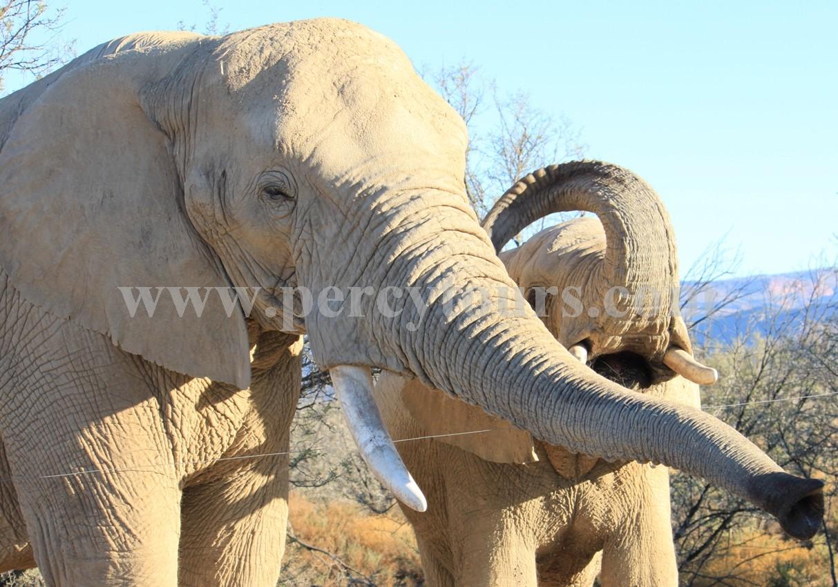 Elephants at Safari park near Hermanus