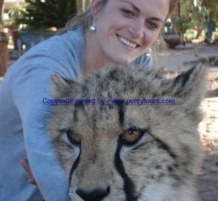 Cheetah at Safari park near Hermanus