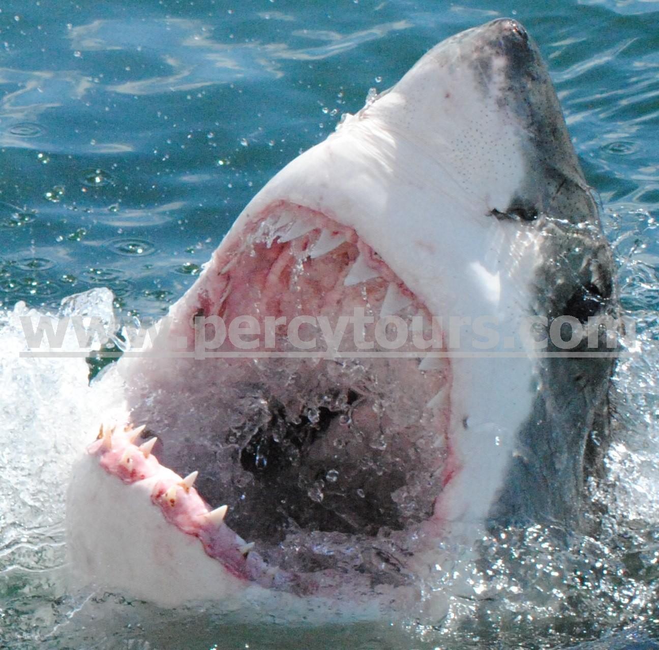 Great White Shark cage diving Hermanus